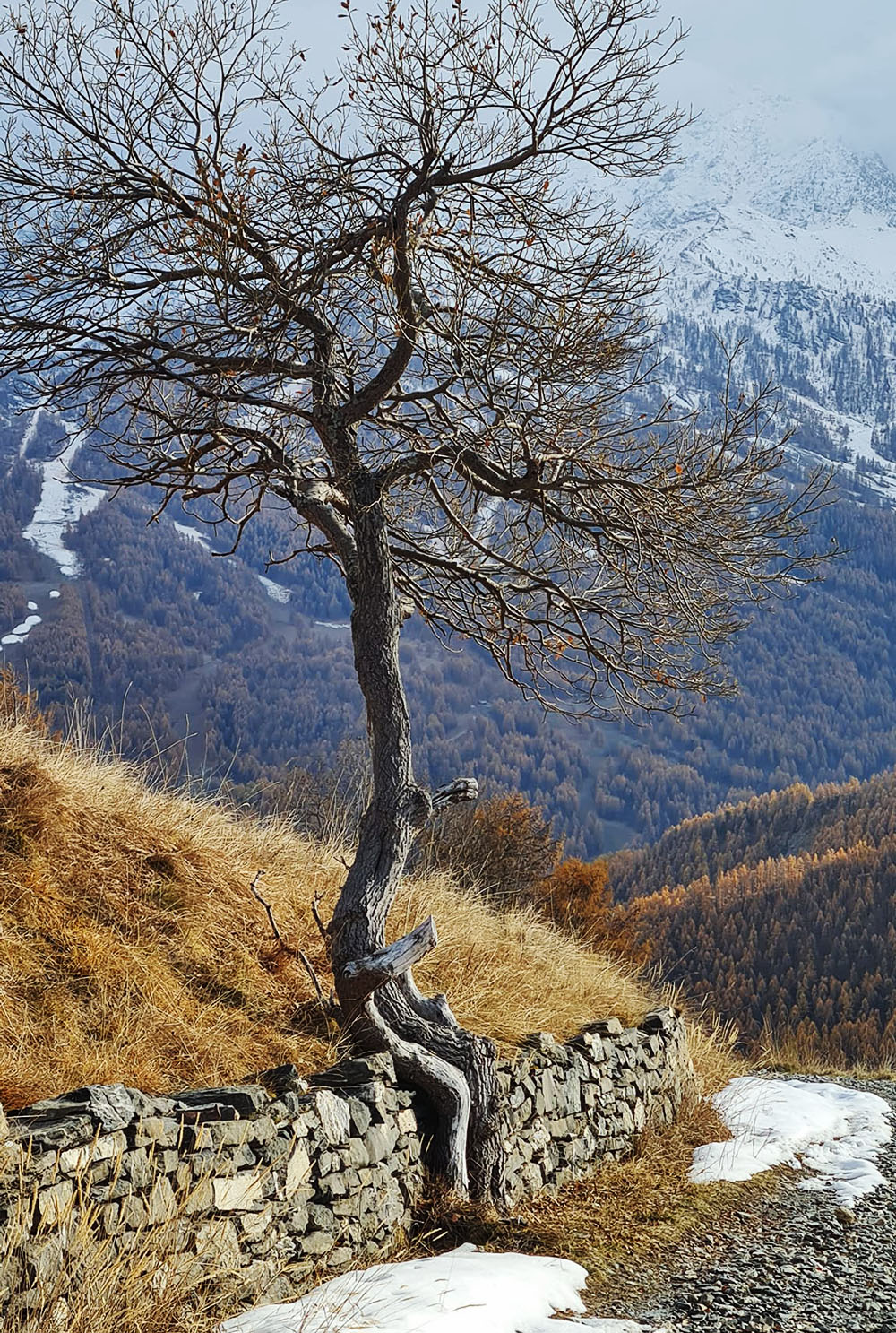 Quando un albero è stanco, si siede! - Claudio Allais